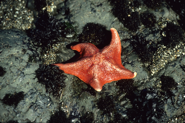 A reddish-orange bat seastar (Patiria miniata)