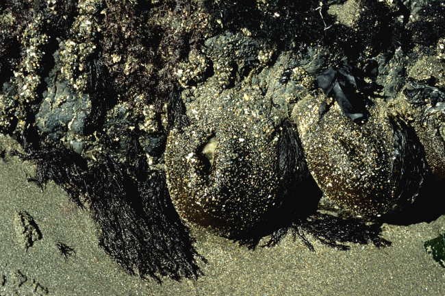 Large sea anemones (Anthopleura xanthogrammica) closed for protectionagainst drying up at low tide