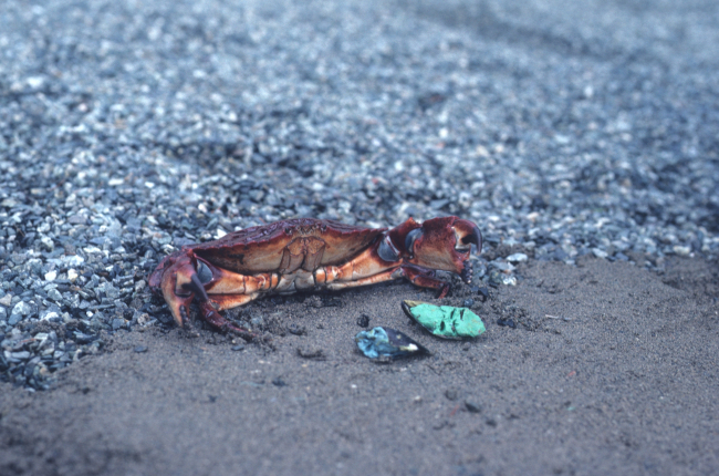 A shore crab (Cancer antennarius) in a defensive posture