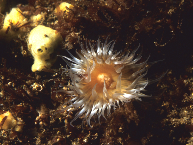 A large sea anemone