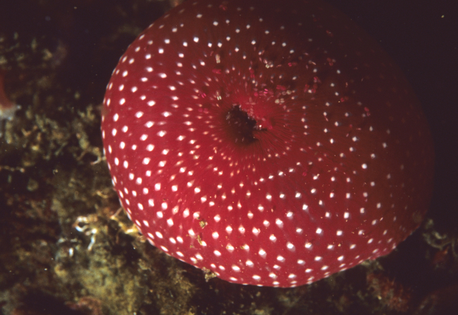 A red sea anemone (Tealia lofotensis)