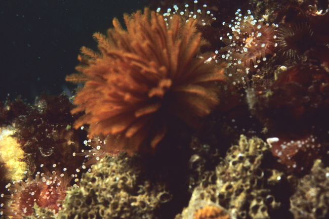 Feather duster worm