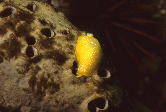 Salted dorid nudibranch (Doriopsilla albopunctata) on large globular sponge