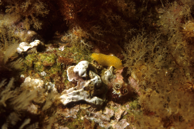 Salted dorid nudibranch (Doriopsilla albopunctata)