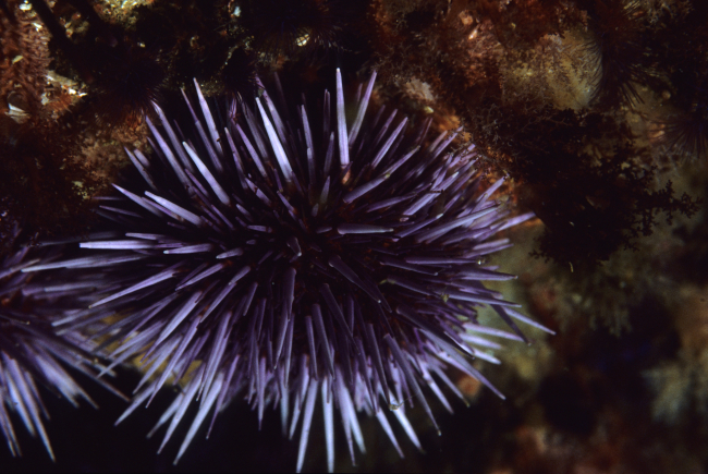 A purple sea urchin (Strongylocentrotus purpuratus)