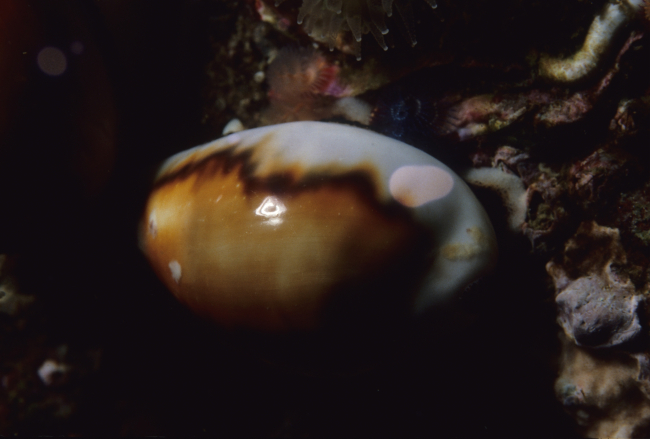 Chestnut cowry (Cypraea spadicea)