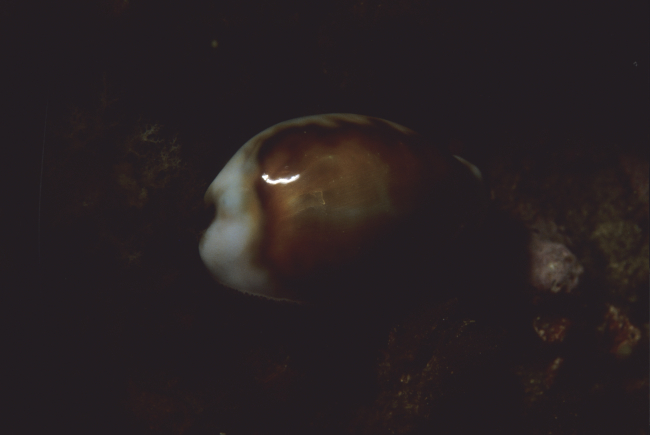 Chestnut cowry (Cypraea spadicea)