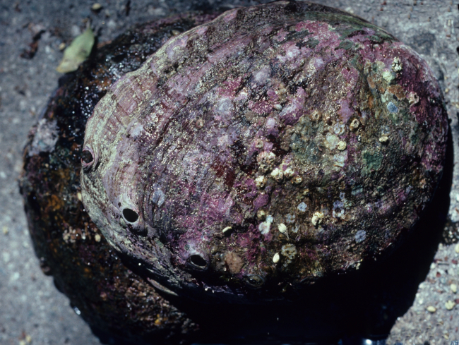 Red abalone (Haliotis rufescens)