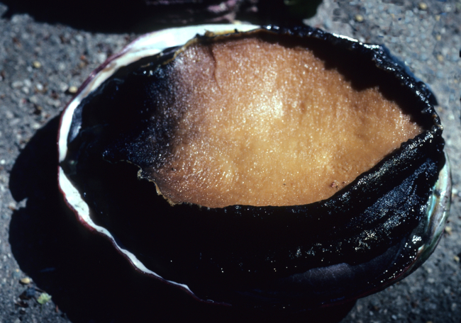 Red abalone (Haliotis rufescens)