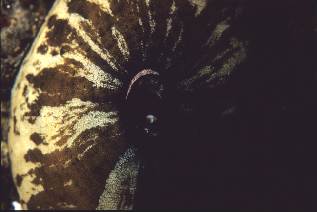 Keyhole limpet (Fissurella volcano)