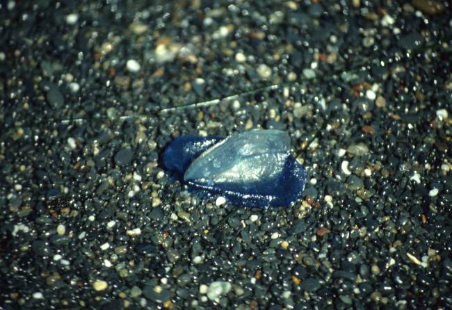 By-the-wind sailor (Velella velella)