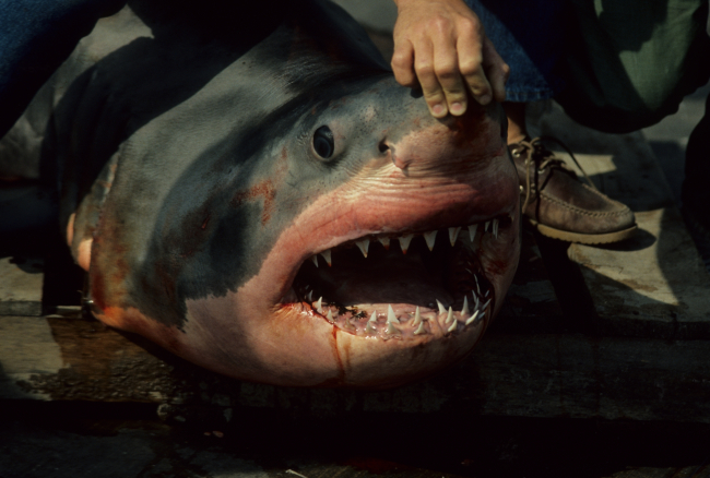 Great white shark (Carcharodon carcharias) caught by fisherman in small boatclose to Bodega Bay study area