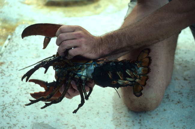 Lobster (Homarus americanus)