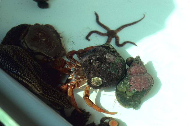 Sample tray with hermit crabs, a brittle star, crab, and  starfish