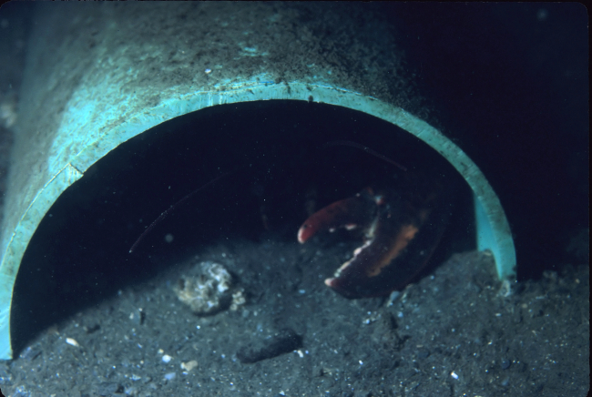 Lobster (Homarus americanus)