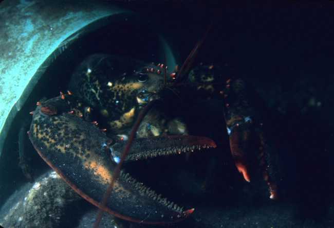 Lobster (Homarus americanus)