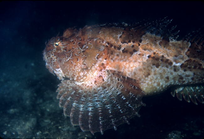 A photogenic fish poses for the camera