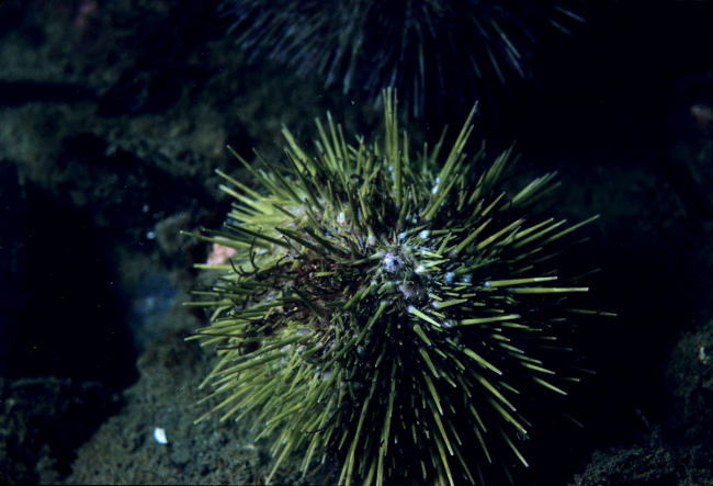 A green sea urchin