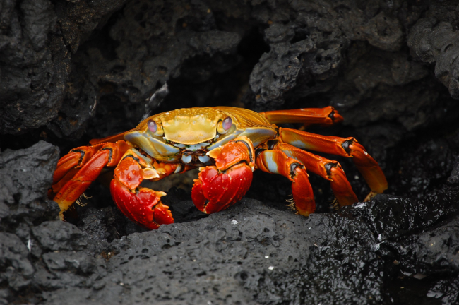Sally Lightfoot crab on a rock ledge