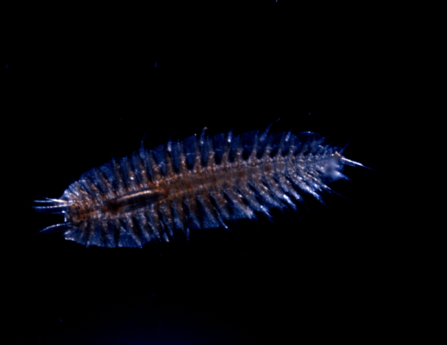 Small planktonic creature p