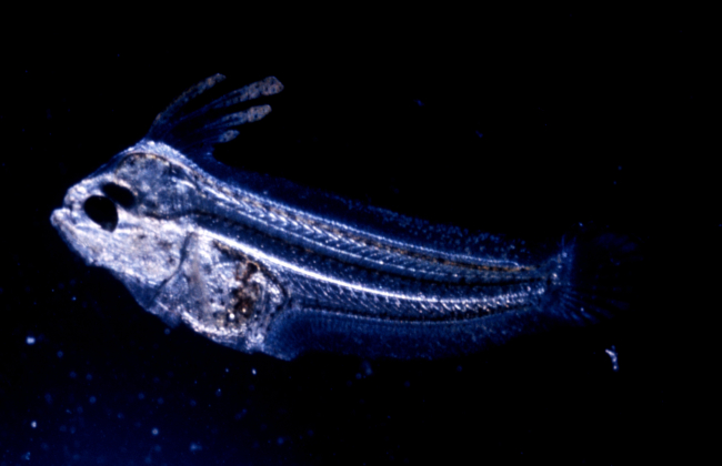 Planktonic fish larvae p