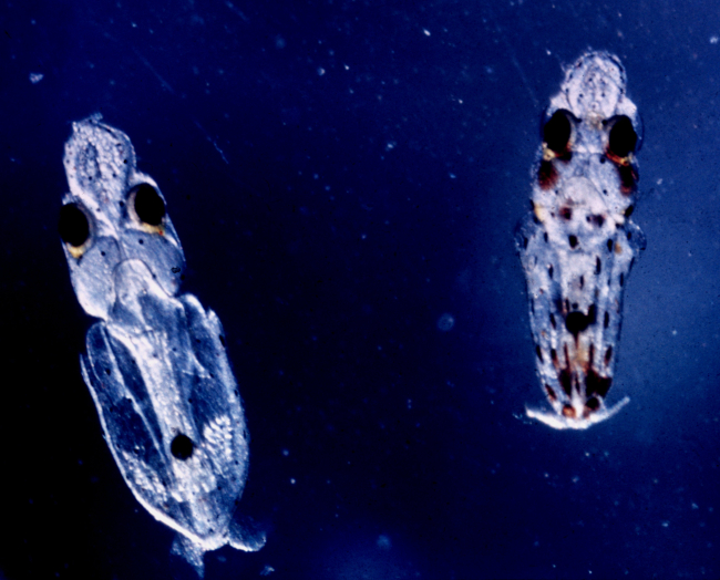 Planktonic fish larvae? p