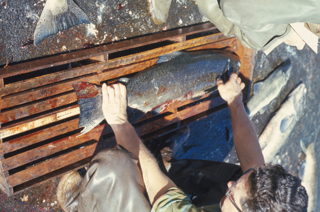 Measuring salmon at the Bonneville salmon hatchery