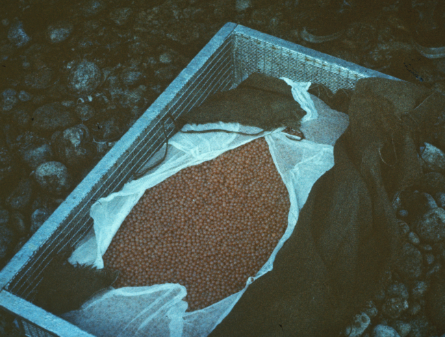 Eyed eggs for planting on natural gravel or in spawning channel