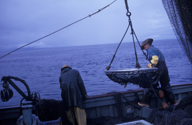 Deploying net for brailing salmon from purse seine net