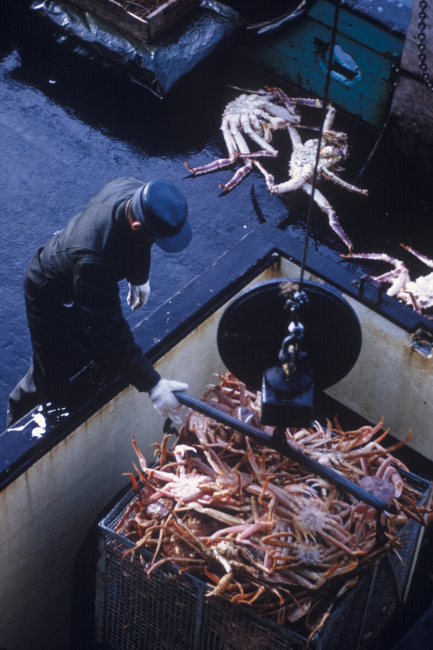 Unloading Tanner crabs
