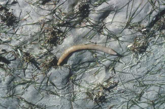 Worm? in eelgrass in intertidal area