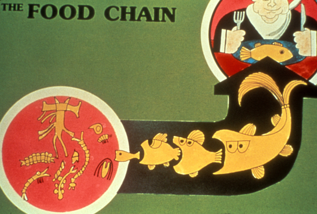 Diagram of the food chain