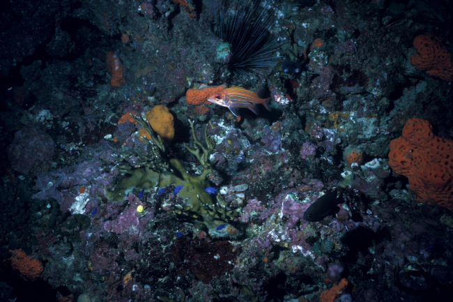 Long-jawed squirrelfish (Holocentrus ascensionis) with neon goby near anal fin