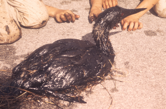 An oil-soaked loon following an oil spill
