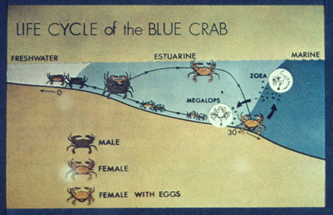 Blue crab life cycle