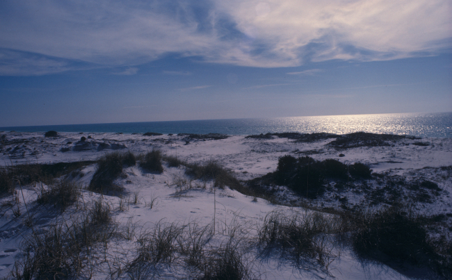 Gulf Coast sand dunes