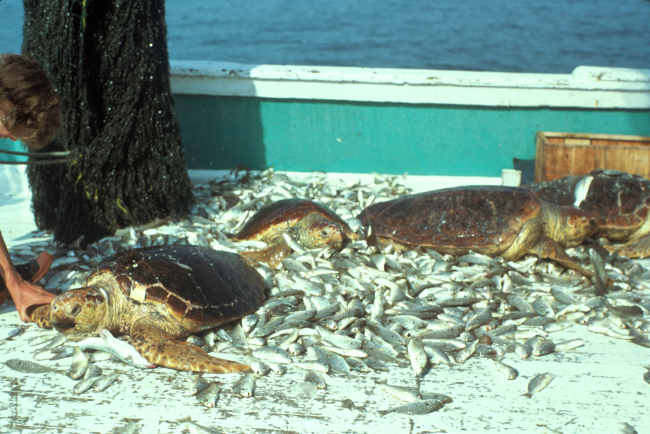 Loggerhead turtles killed as result of shrimp bycatch prior to introduction ofturtle excluder devices