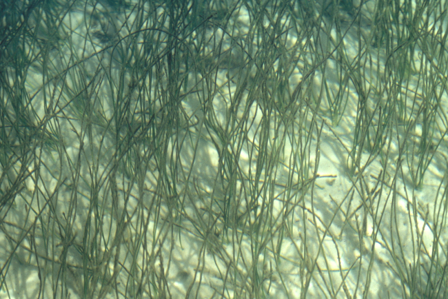 Submerged aquatic vegetation - important habitat for various species