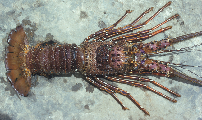 A beautiful long-legged spiny lobster (slide identifies as Panulirus longipesbut if caught off Florida, probably Panulirus argus)