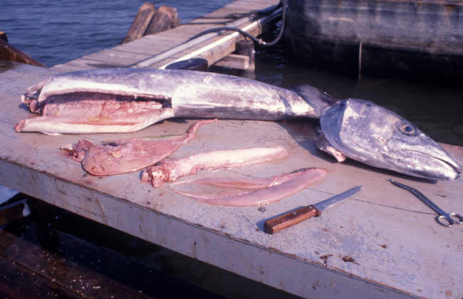 King mackerel bioprofiles sampling