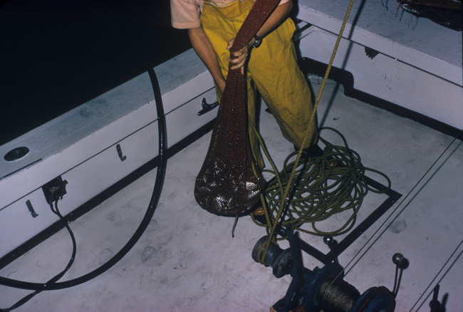 Cod end of trawl sample on board the Research Vessel RACHEL CARSON