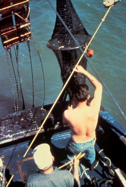Emptying net of trawl catch