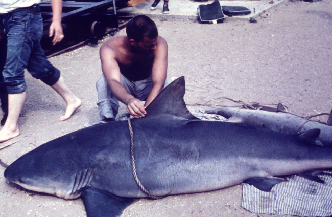 Measuring a bull shark caught by scientists at the BCF Sandy Hook Laboratory