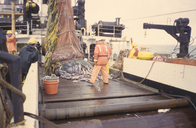 Dumping cod end of trawl net on deck of MILLER FREEMAN with a full catch ofpollock
