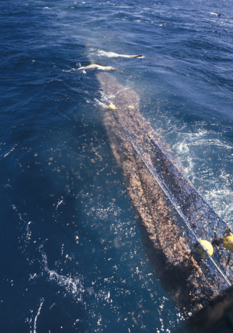 Retrieving trawl net on MILLER FREEMAN while killer whales retrieve scraps offish discharging from net