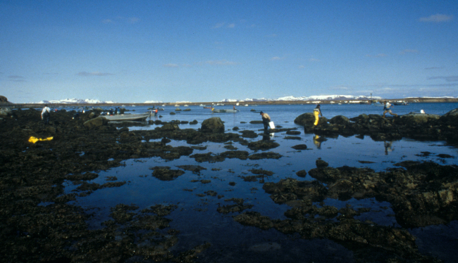 Roe herring fishery at Summit Island