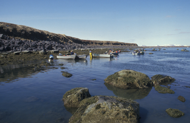 Roe herring fishery at Summit Island