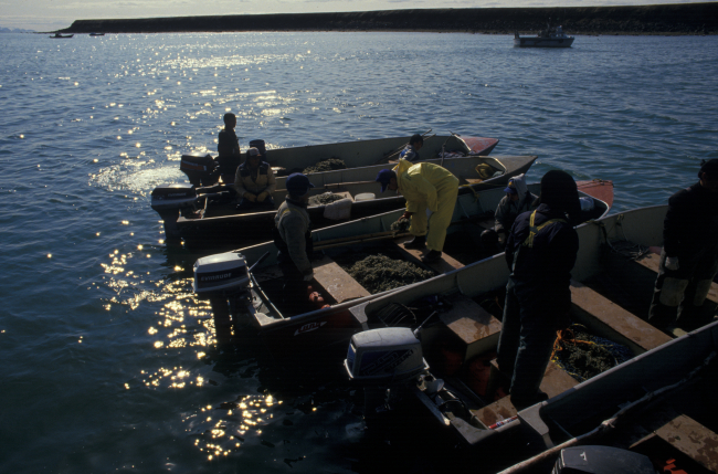 Roe herring fishery at Summit Island