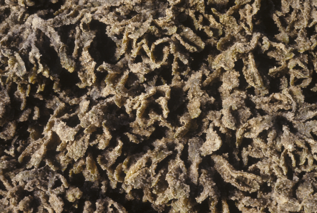 Herring eggs on rockweed (Fucus gardneri) on Summit Island