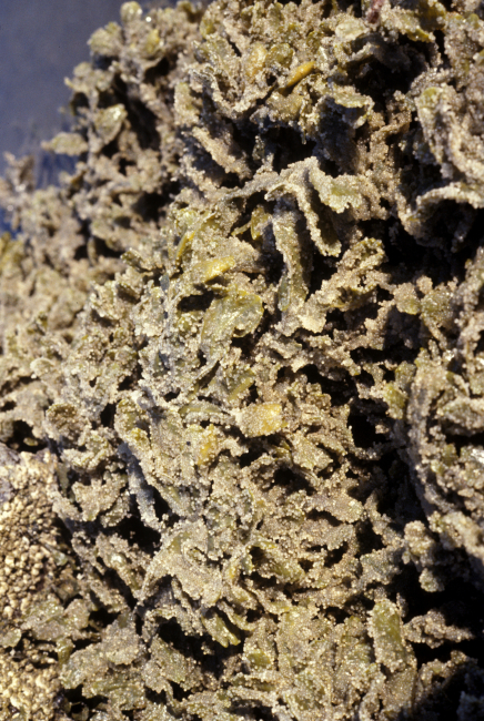 Herring eggs on rockweed (Fucus gardneri) on Summit Island